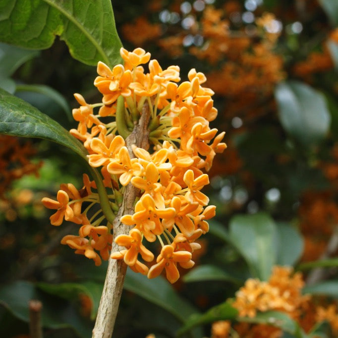 【九尾】Flora〜Osmanthus〜 OSMANTHUS, A FLORAL IMPRINT IN THE EAST – Olfactive Studio