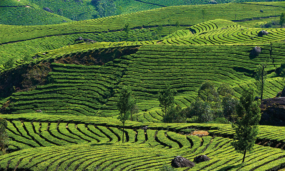 Smoky Soul | Extrait de Parfum 100ml | Osmanthus | Black Tea | Vetiver