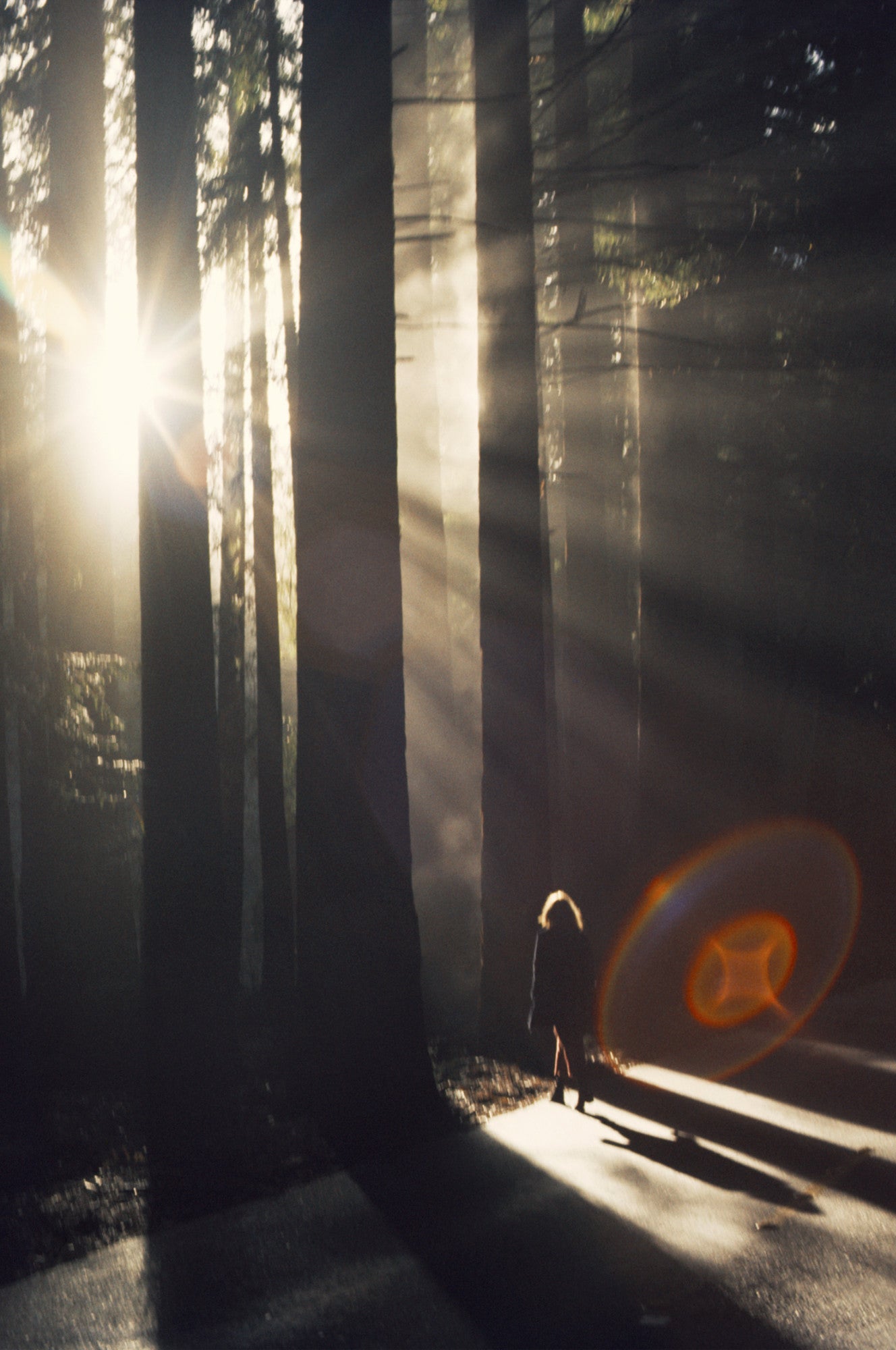 Woody Mood | Eau de Parfum 100ml | Gingembre| Séquoïa | Cuir