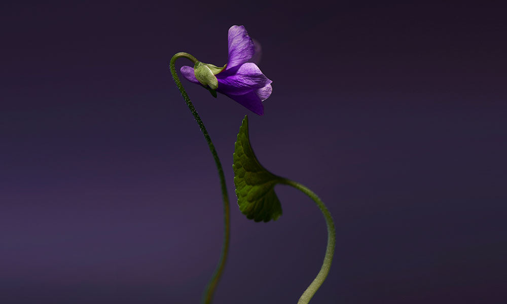 Violet Shot