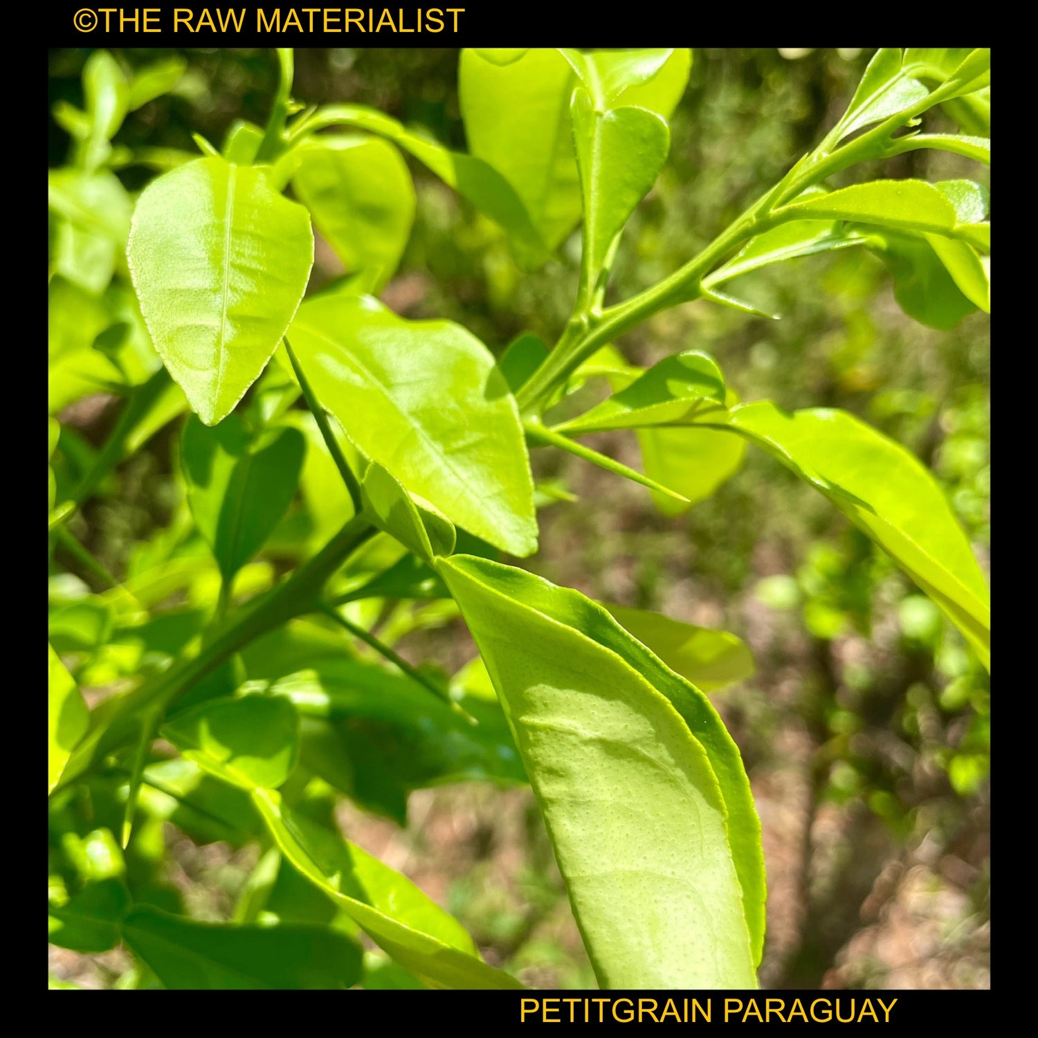 PETITGRAIN, IN THE SHADE OF PARAGUAY'S ORANGE TREE