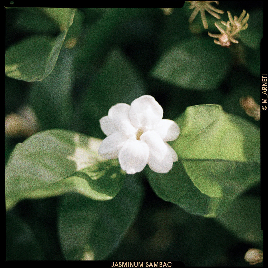 Sambac Jasmine India ©m_arneti