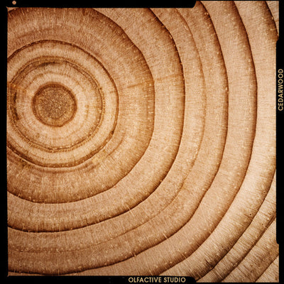 LE MUST DU SILLAGE BOISÉ DE STILL LIFE, LE BOIS DE CÈDRE
