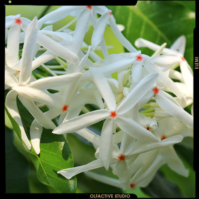 ELEMI, PHILIPPINES’ LITTLE-KNOWN RESIN