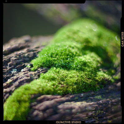 Oakmoss, la clé de la beauté de Chypre Shot