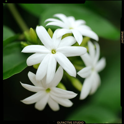 L'ÉLÉGANTE FLEUR BLANCHE DE DANCING LIGHT, LE SPLENDIDE JASMIN — PT.1