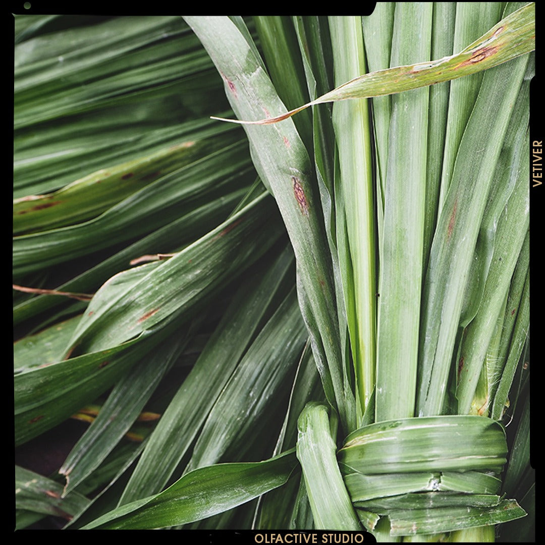 EARTH´S ROOTED WONDER, VETIVER