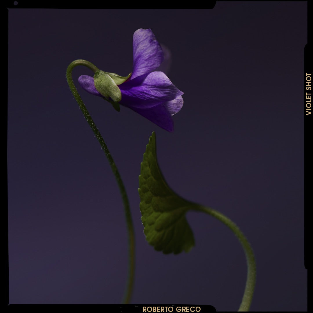 LAST BUT NOT LEAF, VIOLET LEAF ABSOLUTE!