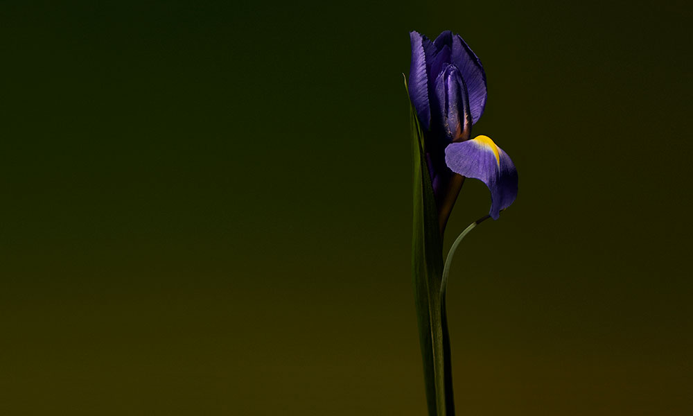 Iris Shot | Extrait de Parfum 15ml | Cardamom | Almond | Iris Concrete