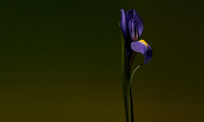Iris Shot | Extrait de Parfum 15ml | Cardamom | Almond | Iris Concrete
