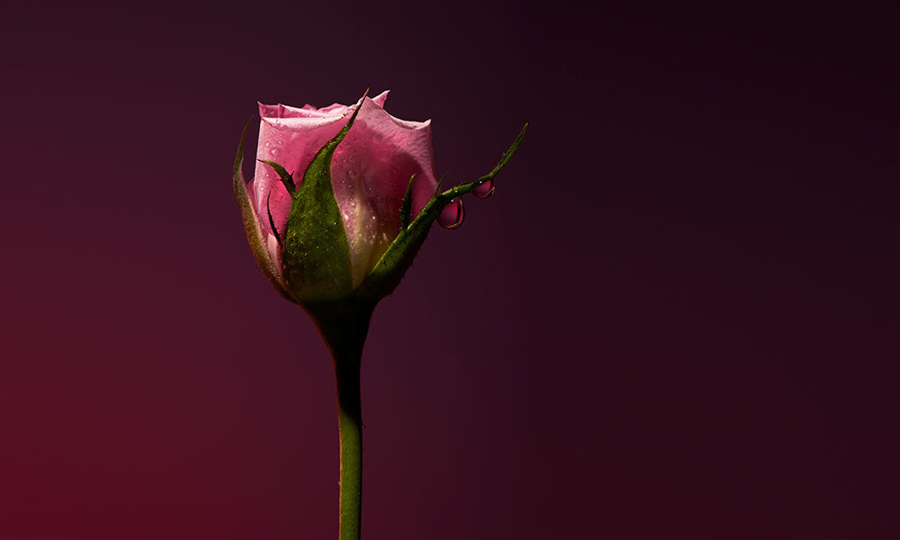 Rose Shot | Extrait de Parfum 15ml | Rosa Pfeffer | Türkische Rose | Guajakholz 